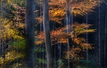 Es herbstelt ...,