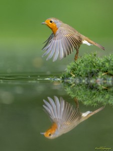 Flieg nicht zu hoch...