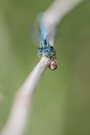 Kleines blaues Wunder auf dem Ast