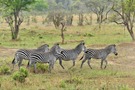 Steppenzebras