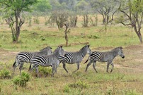 Steppenzebras