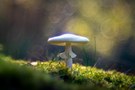 Herbstlicht am Knollenblätterpilz - Altglas
