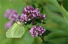 Am wilden Oregano