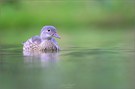 Mandarin Duck