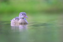 Mandarin Duck