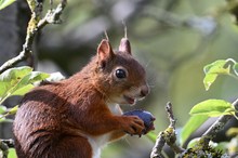 Eichhörnchen ganz nah