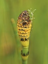 Nymphe