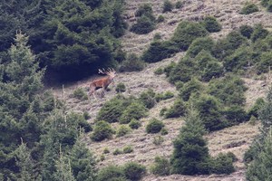 Im Bergwald