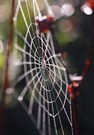 Herbstspirale
