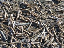 Strand-Mikado an der Nordsee ...