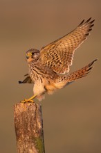 Balanceakt