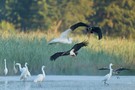 Landeanflug