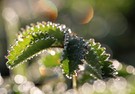die Sonne
