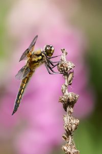 Der erste Vierfleck der Saison