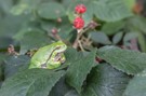 Laubfrosch ...