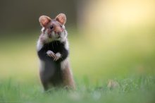 Der kleine Beobachter