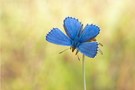 Himmelblauer ...