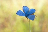 Himmelblauer ...