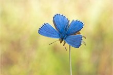 Himmelblauer ...
