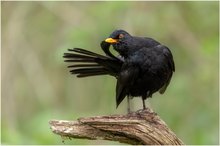 Amsel