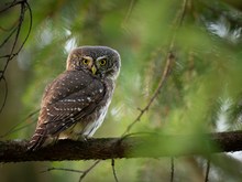 Strenger Blick