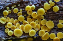 1mm große Kolonie ( Schleimpilze)