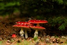 gut versteckt