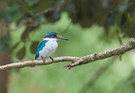Collared Kingfisher