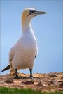 Northern Gannet