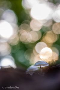 Buchi im Abendlicht