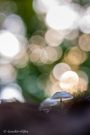 Buchi im Abendlicht