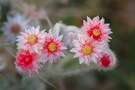 Wüstenblume