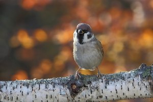 Feldsperling vor herbstlichem Hintergrund