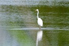 in der Peene
