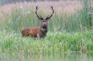Platzhirsch