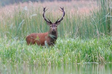 Platzhirsch