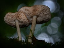 Im dunklen Wald