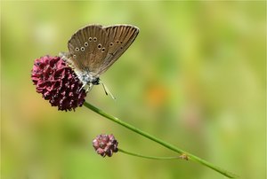 Wiesenknopf-Ameisenbläuling