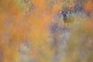 Elch im herbstlichen Norwegen