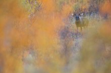 Elch im herbstlichen Norwegen