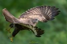 Spread your Wings