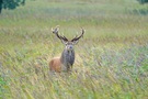 Hirschbrunft