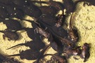 Metamorphose