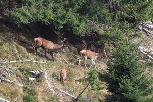 Die Brunft läuft