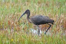 Sichler (Plegadis falcinellus), auch Braunsichler oder Brauner Sichler ...