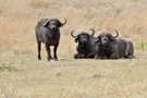 Afrikanische Büffel
