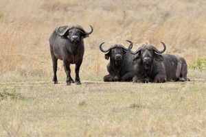 Afrikanische Büffel