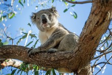 Koala