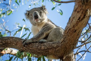 Koala