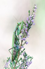 Mantis religiosa